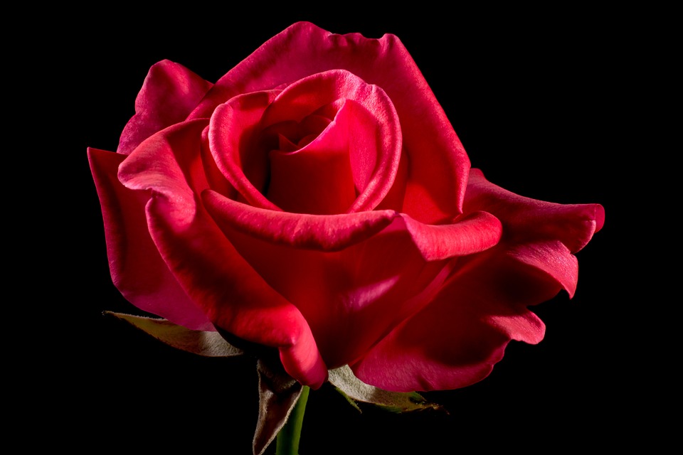 red-rose-320891_960_720