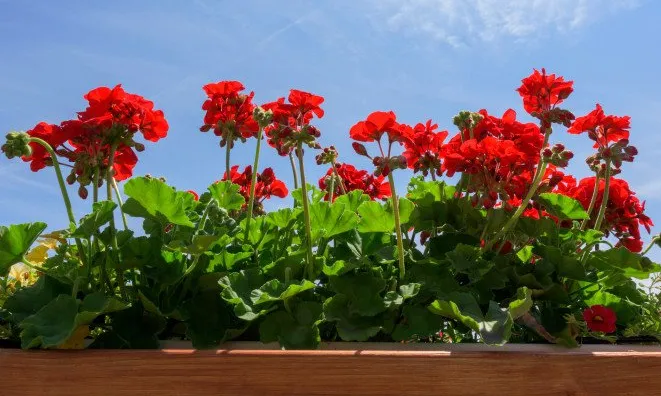 pelargonie