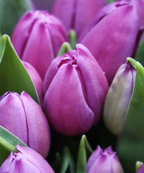 tulipany