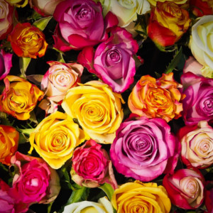 Kolorowe róże