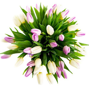 tulipany dla pań