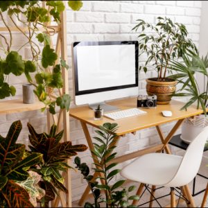Kwiaty do biura - jakie rośliny sprawdzą się w pracy?