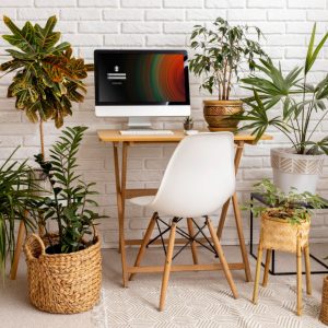 Najlepsze rośliny do biura - które wybrać?