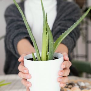 Aloes - roślina o wielu zastosowaniach