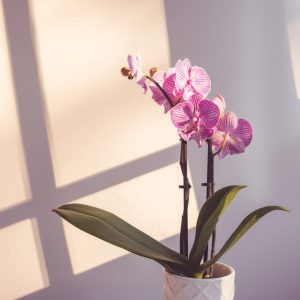 Orchidee w domu - jak o nie dbać?