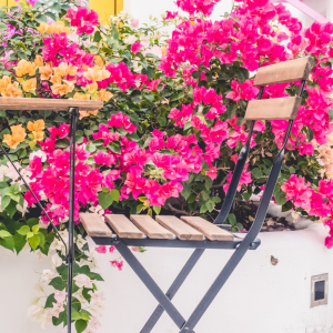 Najpiękniejsze kwiaty na balkon i taras – letnie aranżacje